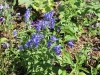 blue14