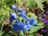 blue20