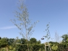 saut8