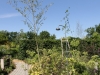 saut9